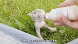 女子探险捡到一只“小奶猫”，精心饲养一个月后，怎么不对劲了