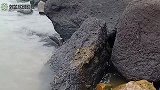 赶海爬石头捡鲍鱼，虎子运气爆棚，爽翻了
