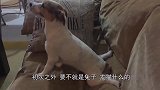 主人迷上给猴子化妆，猴子一脸享受，就是最后有点辣眼睛