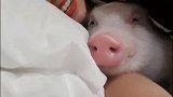 二师兄和女孩睡得真香啊，这样的宠物猪日子过得太好了