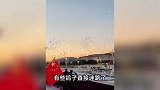 贵州网友捡到阅兵鸽子？信鸽协会：1000公里，不可能一天飞达