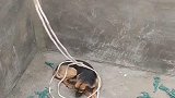 狗狗掉到深坑里出不来,找到时已经饿的没力气动了