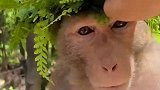 大哥给猴子戴上绿帽子之后，猴子的搞笑反应！