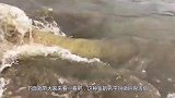 鱼中的“哈士奇”，蠢到主动往渔船上跳，当地政府不得不立法保护