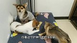 二哈欺负小母狗，公狗气得跟二哈对骂，骂不过竟委屈的哭了起来！