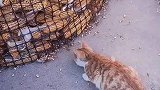 为了抓住玉米粮堆耗子，猫咪展现出了惊人的耐心和技巧
