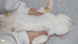 当我下班回家后看见……老公正在对我的猫又亲又摸，情敌是猫？