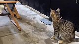 妈，小猫打我，我害怕！
