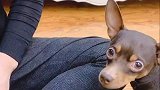 啵啵乐：做狗太难了别难为我行吗