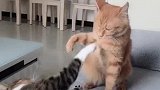 猫：别打了，咱家的母老虎发火了！