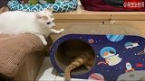 橘猫一出来，白猫瞬间变一副小弟脸，怂了吧！