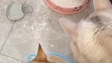 养猫就是要一点点学呀，慢慢懂的就多了