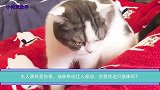 主人演戏受伤害，猫咪举动让人感动，你喜欢这只猫咪吗？