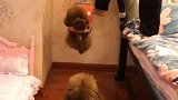 没想到豆豆和豆花挺喜欢这个秋千，豆花玩上瘾了不想下来