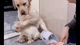 狗宝宝犯错，狗妈妈护犊子