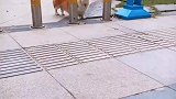 柯基叼树枝被路障拦住，求助主人无果后自谋出路