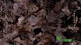 小花鼠为了食物和小偷搏斗，这算不算防卫过当？