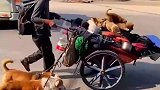 我是流浪汉但我的狗不是，狗狗真的被他养得很好