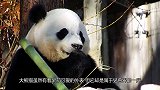 世界第一只会画画的大熊猫，一幅画售价3918元，外国人抢着买
