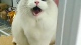 可爱的小猫咪，天天找主人吵架！