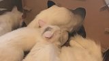 养猫的最高境界-宁愿自己吃土，不让主子受苦