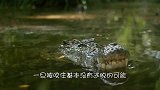 一条鳄鱼在晒太阳，野马看它不顺眼，上去就是一顿狂踩