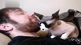 无毛猫享受主人的胡子