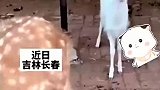 两只梅花鹿，生下一只小白鹿