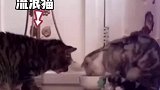 主人带回一只流浪猫，结果发生感人的一幕