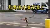 老鹰捕食撞在墙上