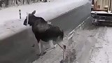 驴子刚上马路就被车撞飞，以为它就这样死了，没想到它一个翻身原地复活