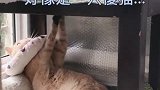小剧场：姜太猫钓猫