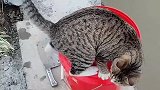 猫：主人你慢慢钓，我先开始吃了！