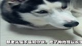 主人做梦梦到吃狗肉！然后二哈和主人就打起来了！