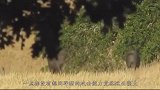 花豹看见野猪，就急忙向野猪冲去，不料野猪使出独门绝技