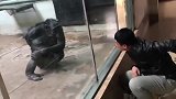 小伙模仿大猩猩挠痒痒，网友：兄弟你是来探亲的吧