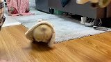 柯基穿这个也太可爱了吧