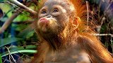 红毛猩猩不愧是最接近人类基因的动物