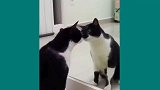 猫咪玩气球，当气球爆炸那一刻，整个世界都安静了
