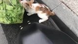 女子买菜出来发现小偷