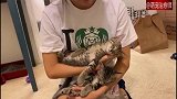 网友的双腿被奶猫们睡满，猫：你感动吗主人：不敢动不敢动！