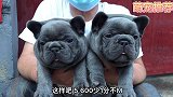拿下一只极品蓝牛，几年没见过那么漂亮的小狗啦，真哇塞