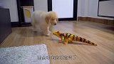 主人趁狗狗睡觉，放了只玩具蟑螂进去，结果狗狗被整崩溃了