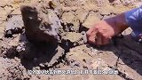 干涸的泥地下隐藏着什么？将诱饵放进洞中试探，竟收获意外之喜