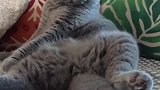 猫：走开点，别来打扰我休息！