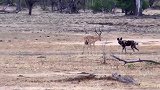一条非洲野狗就能猎杀一只体型壮硕的雄性羚羊