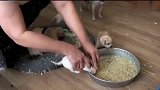 小奶狗第一次吃狗粮，主人直接按住脑袋，简单粗暴