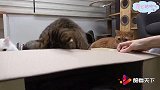 猫咪们来新玩具了，不过小可爱们看不懂那是啥