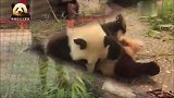 顽皮的熊猫宝宝梦圆和梦想彼此“伤害”还不过瘾，又跑去霍霍妈妈