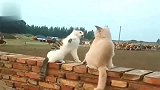 情侣猫咪在围墙上嬉闹，你们看了要忍住笑哦，太恩爱了
